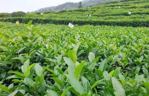 茶園太陽能殺蟲燈效果如何？湖南茶農(nóng)這楊說