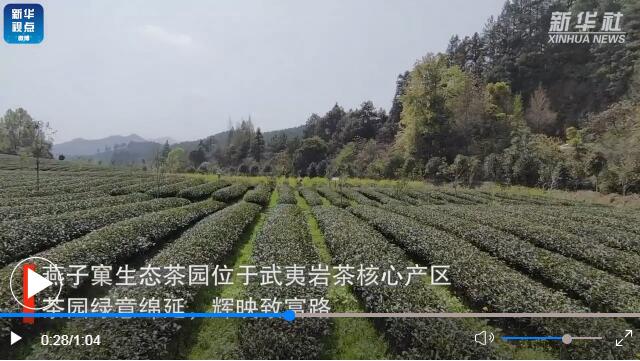 用了太陽能殺蟲燈的福建生態(tài)茶園長(zhǎng)啥樣