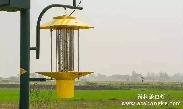 太陽能殺蟲燈哪家好？尚科殺蟲燈農(nóng)田實(shí)拍