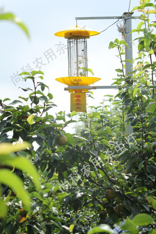 浙江溫嶺梨園果園殺蟲燈實(shí)拍生態(tài)殺蟲燈