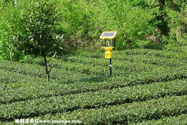 安徽石臺(tái)縣茶園用太陽能殺蟲燈綠色防控