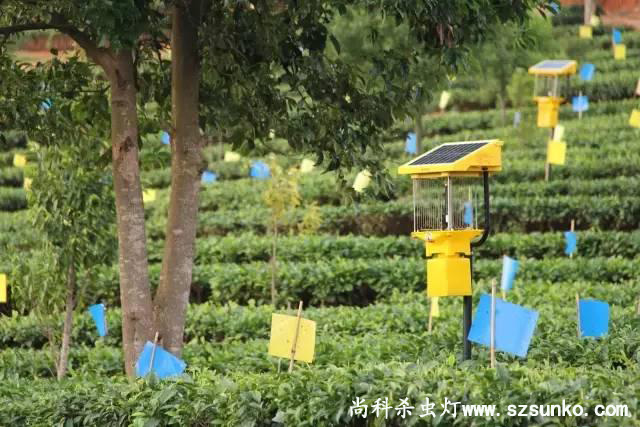 安徽石臺(tái)縣茶園用太陽能殺蟲燈綠色防控