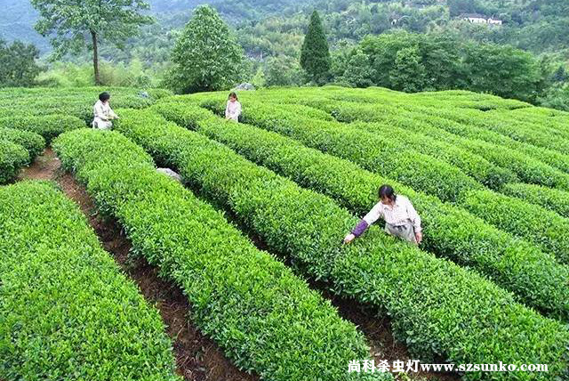 安徽石臺(tái)縣綠色茶園
