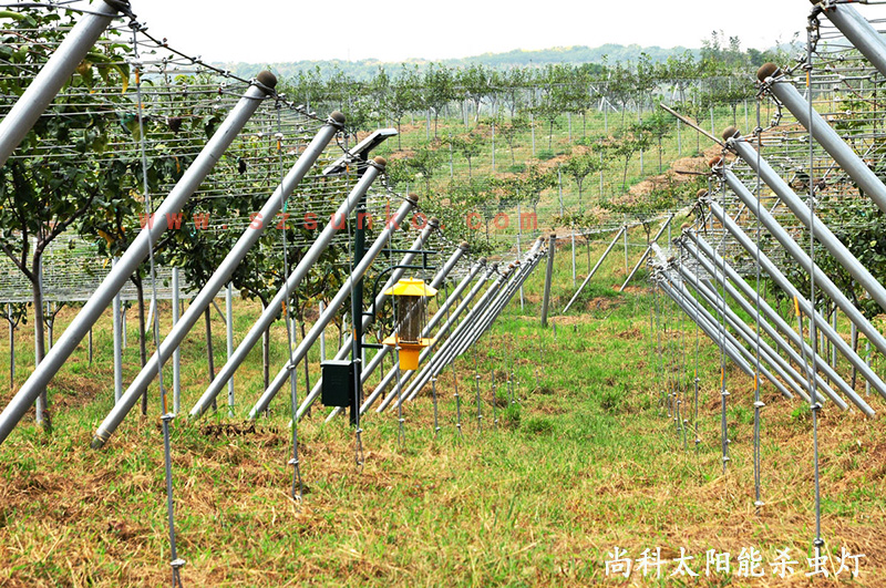 江蘇南京獼猴桃果園用太陽能殺蟲燈效果
