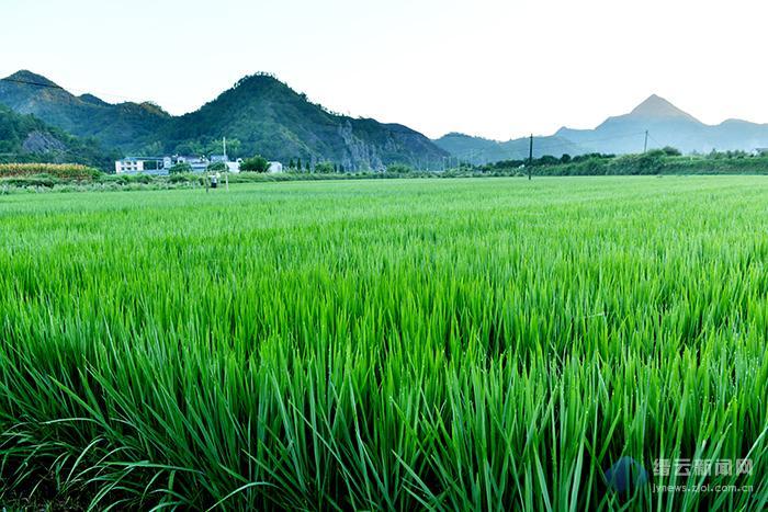 浙江縉云東渡鎮(zhèn)家庭水稻農(nóng)場
