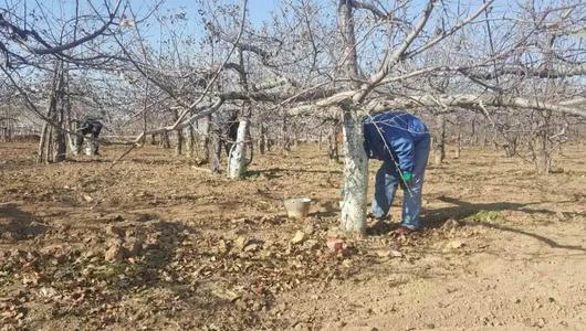 冬天來了果農(nóng)給果樹涂防蟲劑，涂樹干