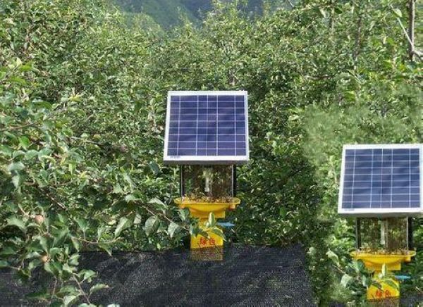 果園太陽能殺蟲燈，果樹比殺蟲燈還高