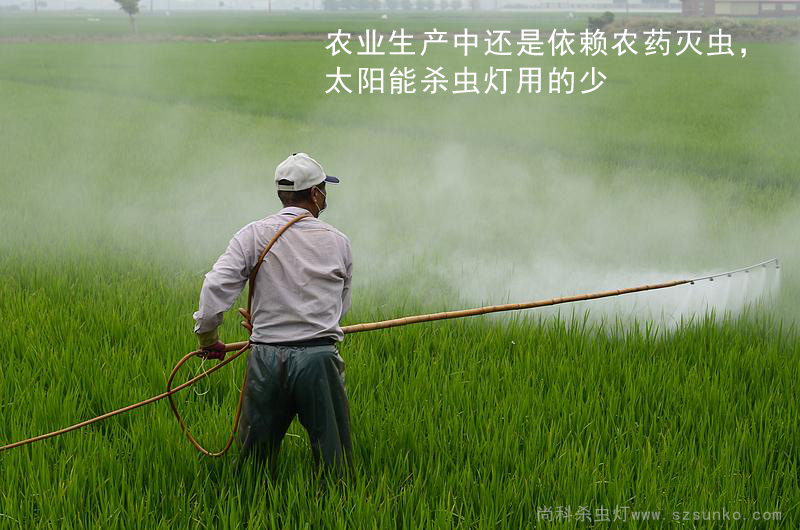 水稻使用農(nóng)藥滅蟲，太陽(yáng)能殺蟲燈用的少